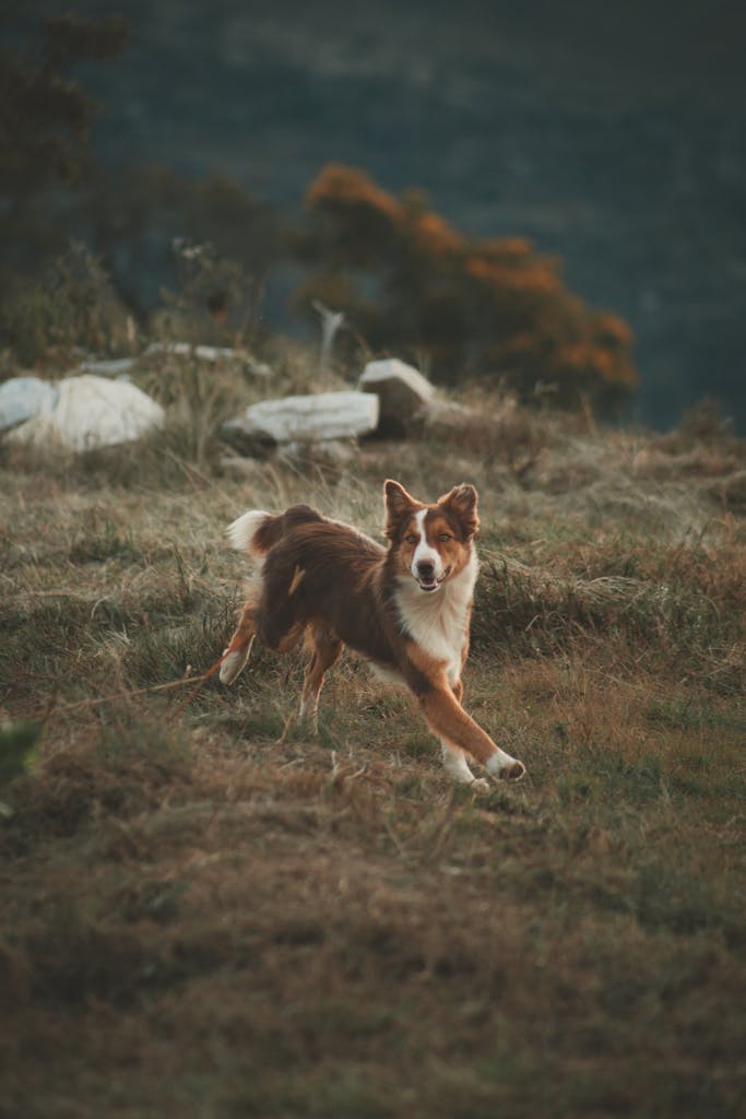 Energetic Border Collie dashing through a grassy field in a countryside setting.